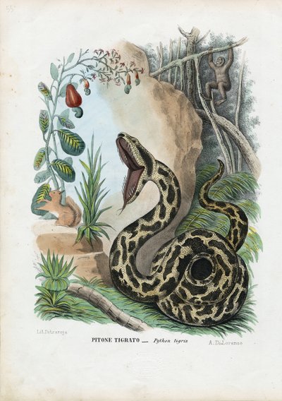 Pitón indio, 1863-79 de Raimundo Petraroja